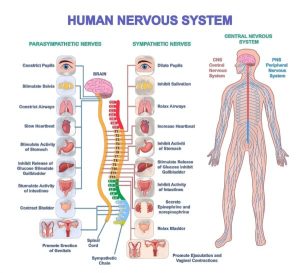 De invloed van chronische stress op spijsverteringsklachten en huidproblemen
